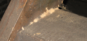woodworm